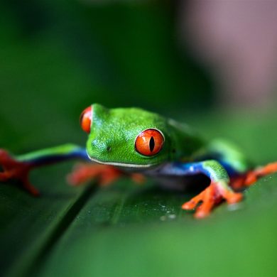 Greater species diversity at the equator linked to variations in ...