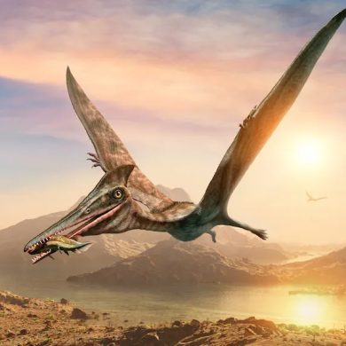 Fossil study brings us one step closer to revealing how ‘flying ...