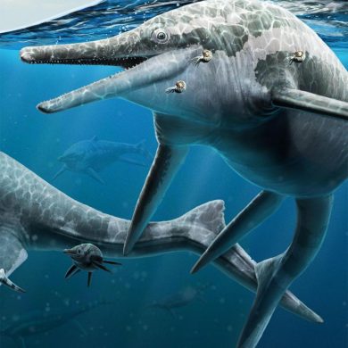 Fossil CSI: Analysis of giant marine reptile graveyard suggests ancient ...